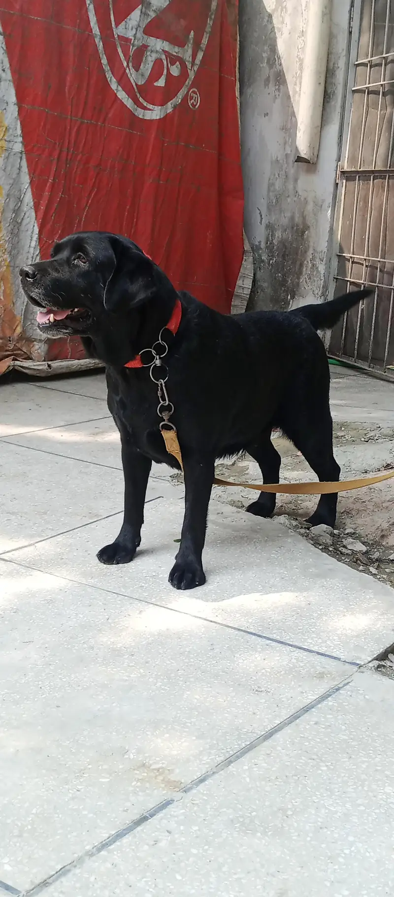 Labrador female  for sale — photo 8