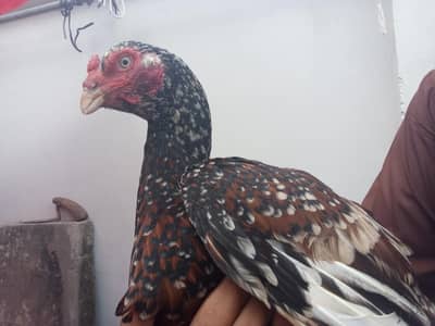 pure aseel hen