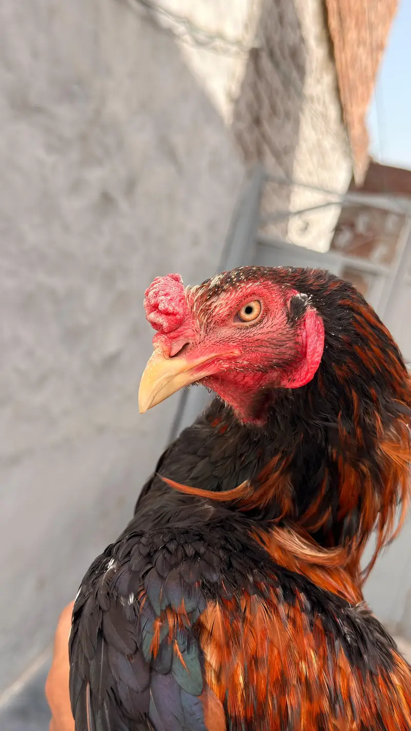 Burmi or wait crose patha Urgent Sale Normal Hight Brand Nali hi morgy — photo 6