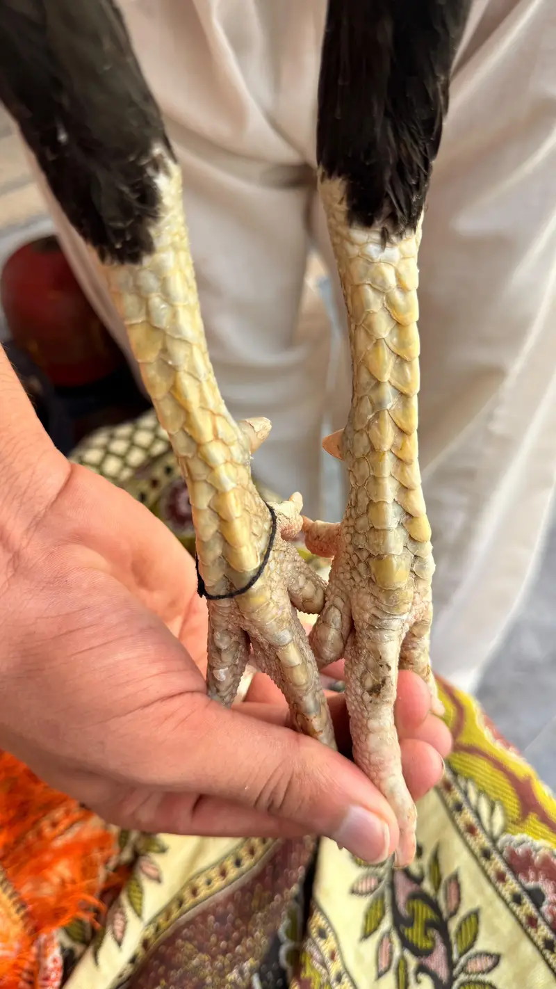 Burmi or wait crose patha Urgent Sale Normal Hight Brand Nali hi morgy — photo 7