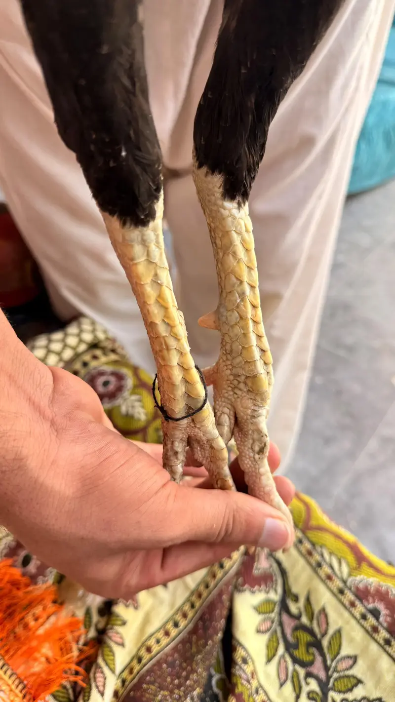 Burmi or wait crose patha Urgent Sale Normal Hight Brand Nali hi morgy — photo 8