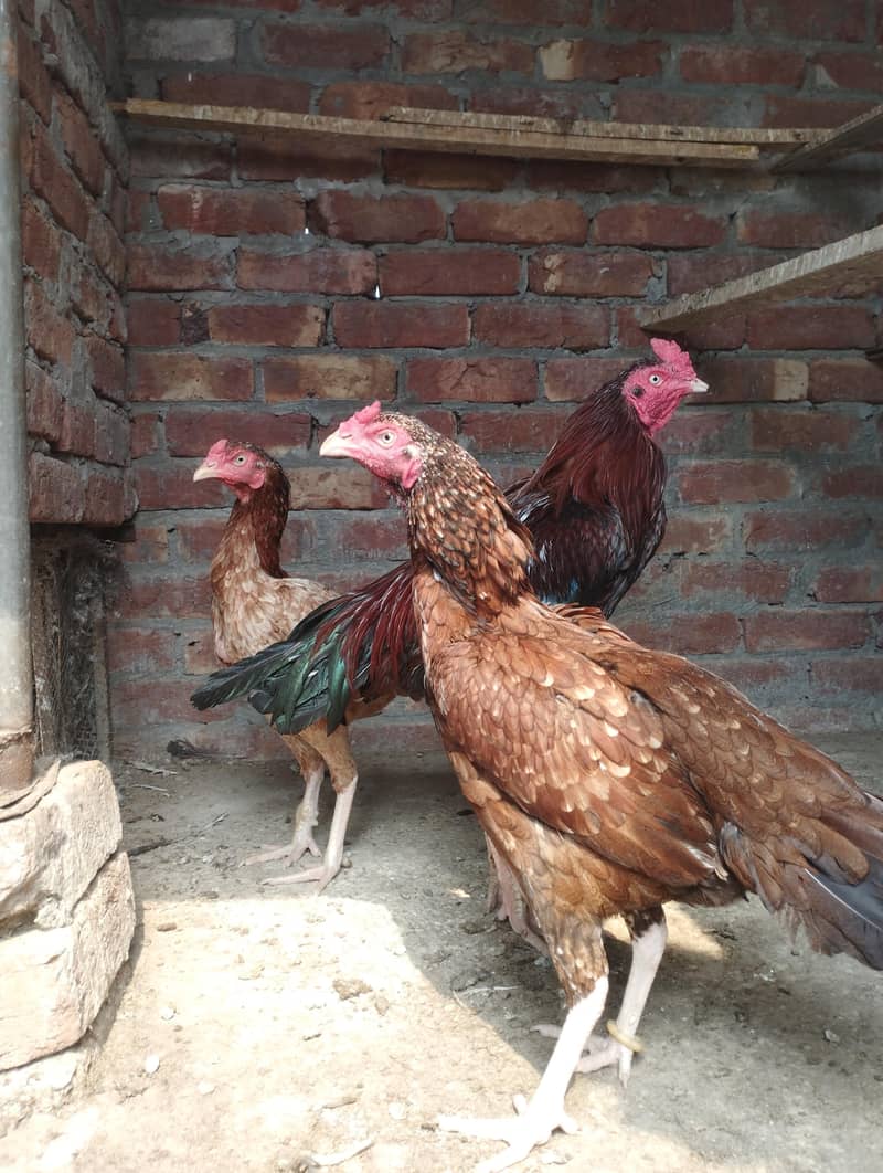 contect no 03223261728 0