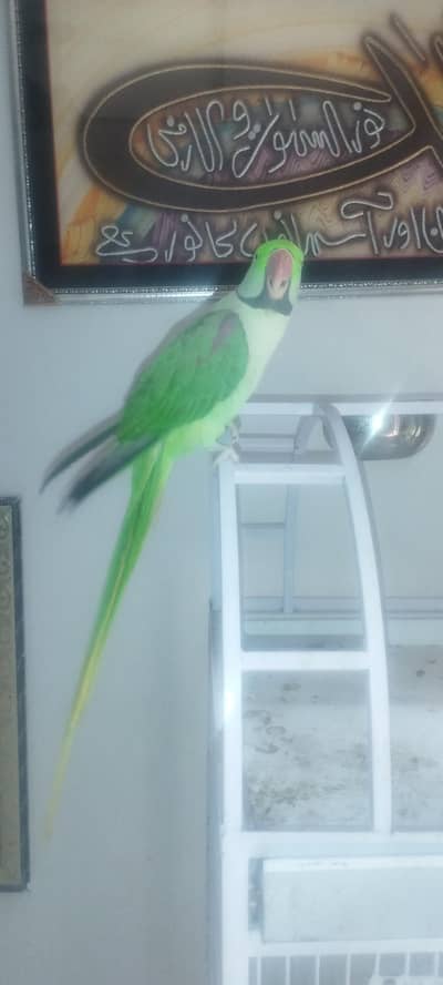 raw parrot 