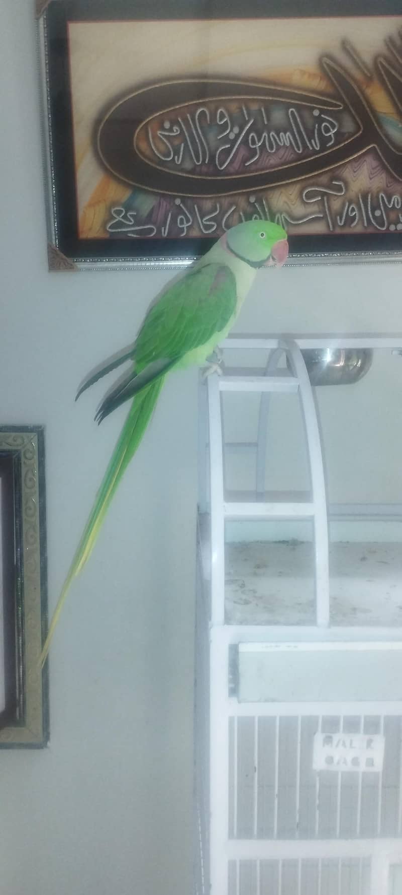 raw parrot  1