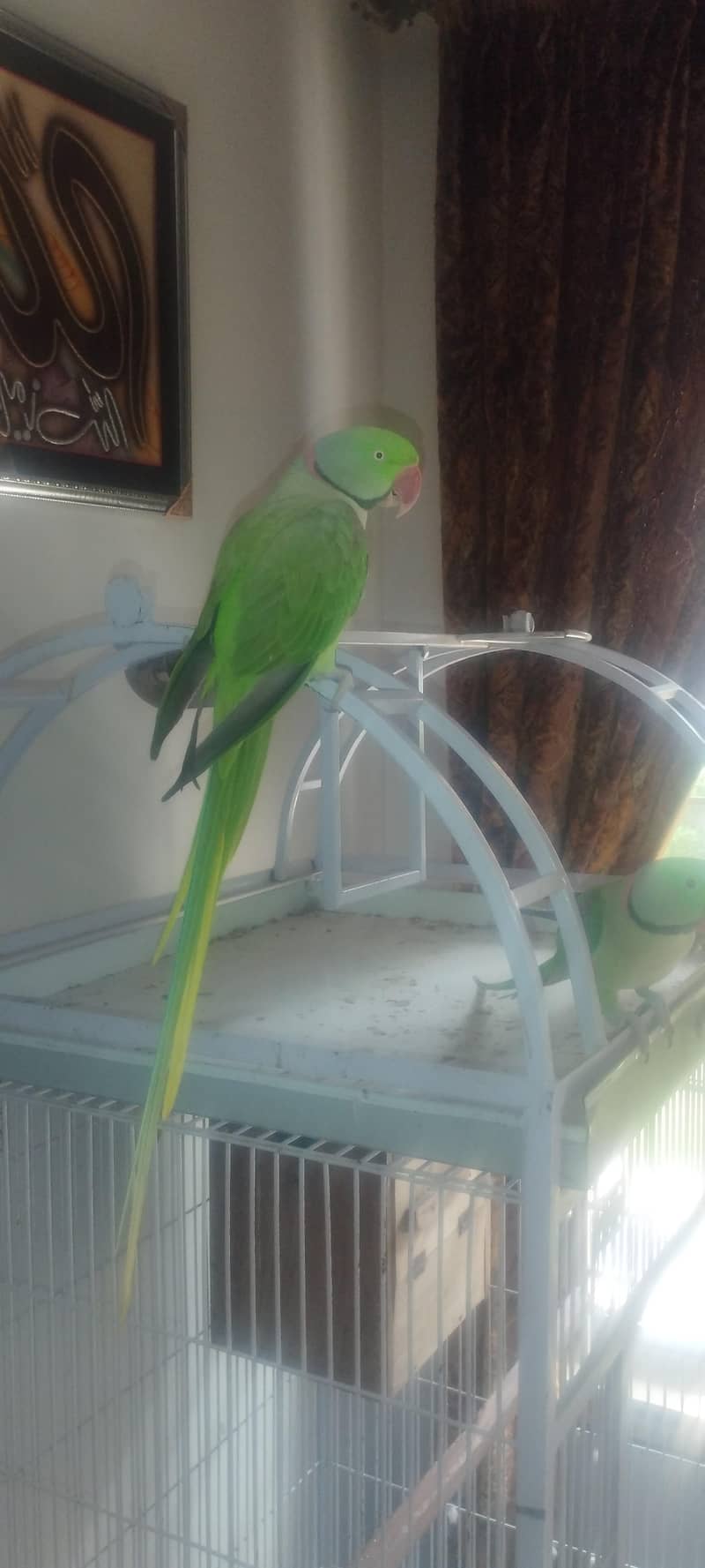raw parrot  2