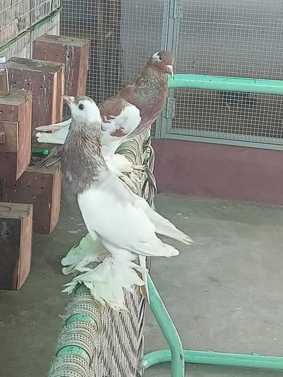 ghobara kabooter pair ache kabooter hsi