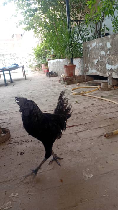 young ayam pair at very readonable price