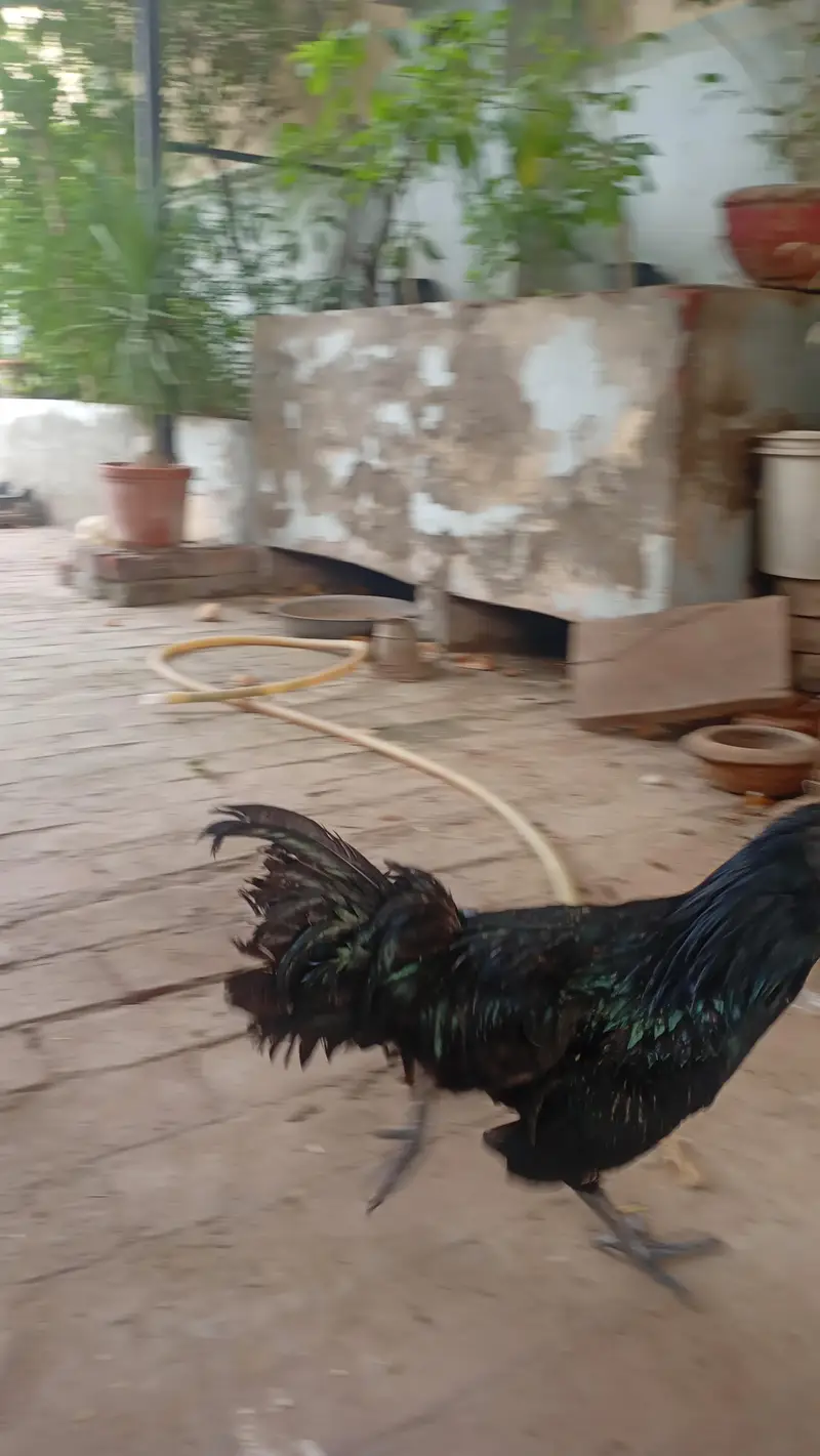 young ayam pair at very readonable price — photo 2