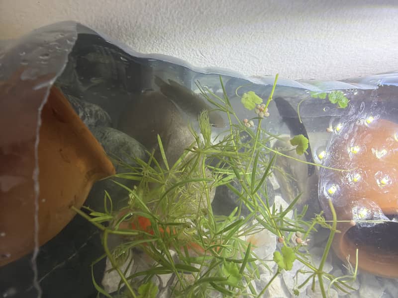 good fish and active 0