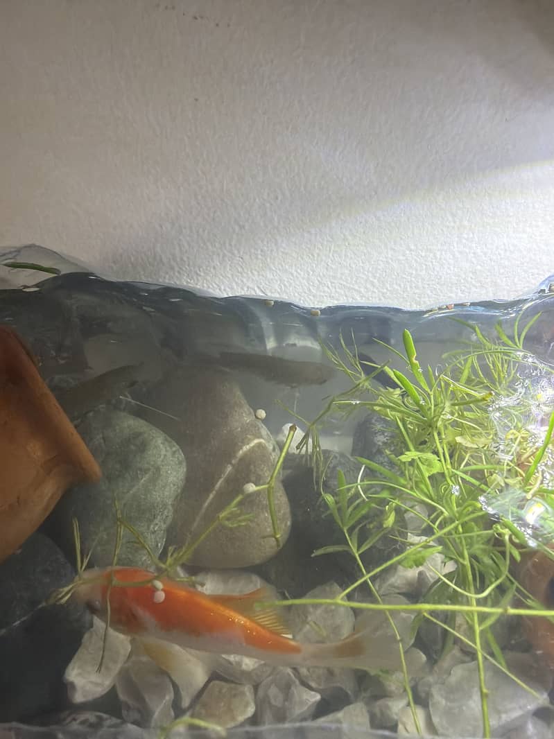 good fish and active 1