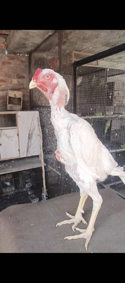 male shamo