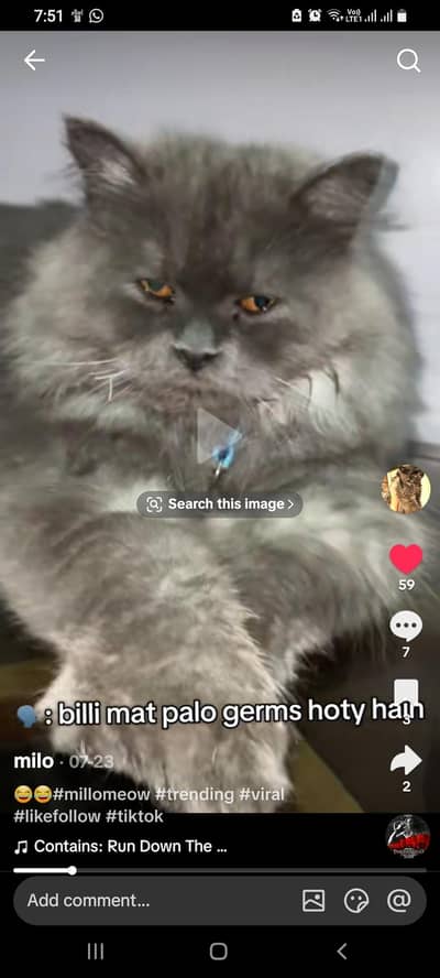 persion grey male cat for sale