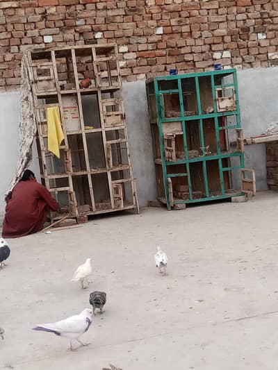 2 cage for sale