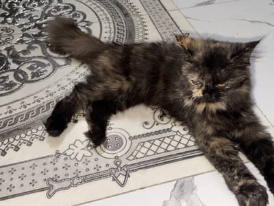 perisn cat for sale par male female