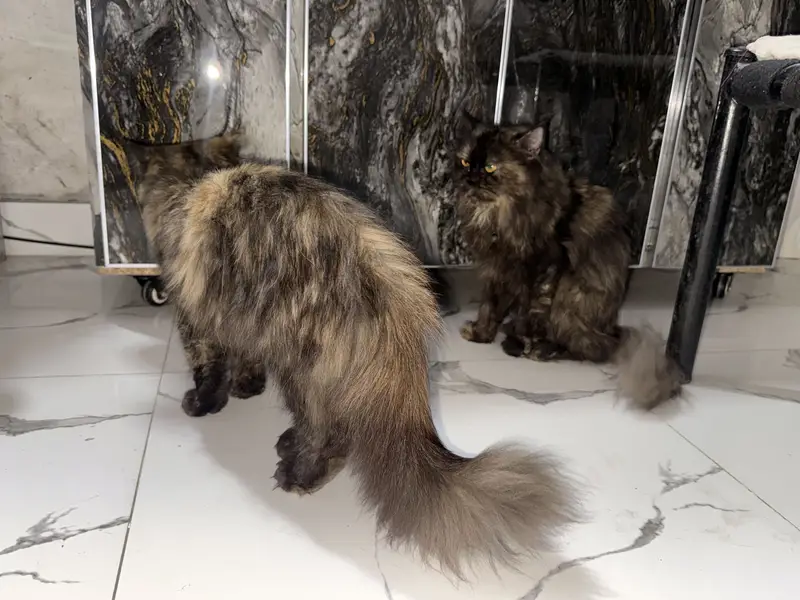 perisn cat for sale par male female — photo 2