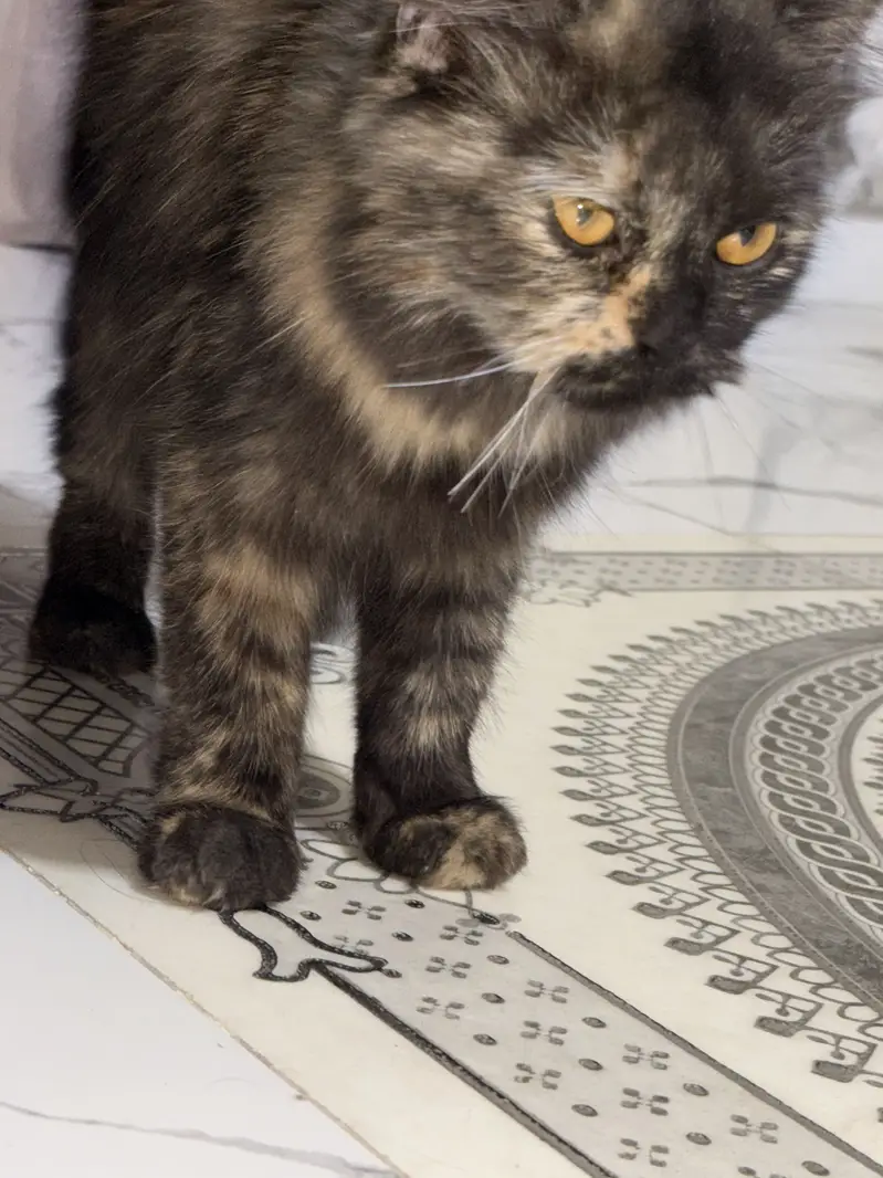 perisn cat for sale par male female — photo 3