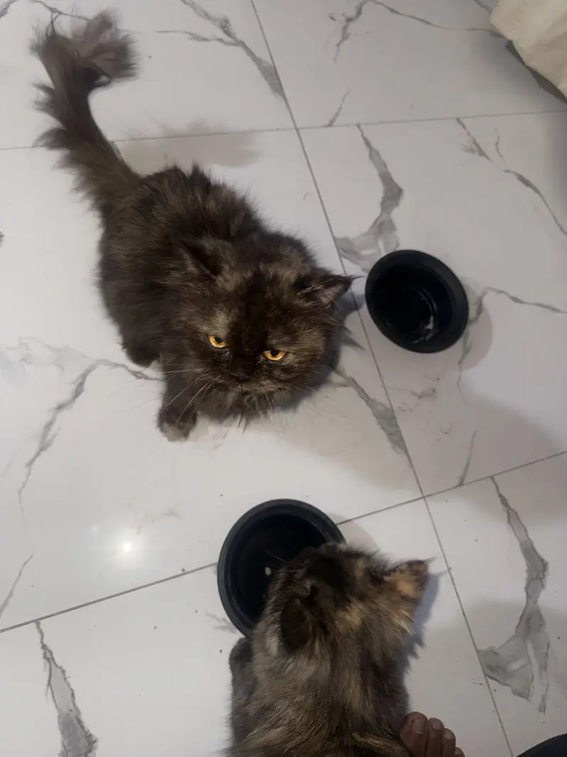 perisn cat for sale par male female — photo 4