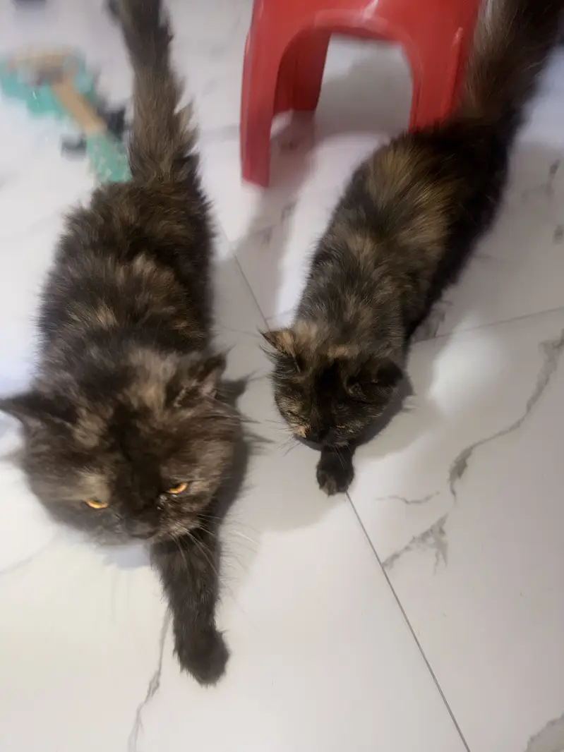 perisn cat for sale par male female — photo 5