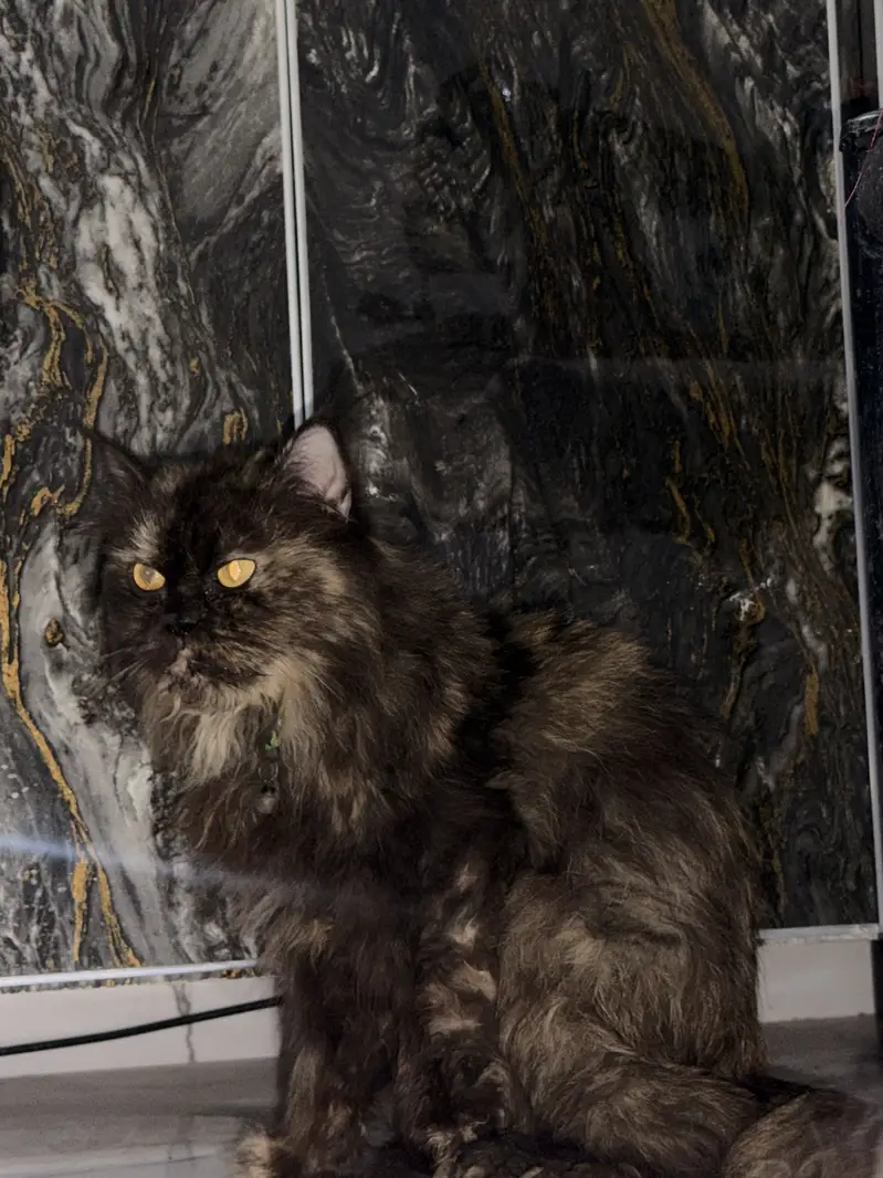 perisn cat for sale par male female — photo 6