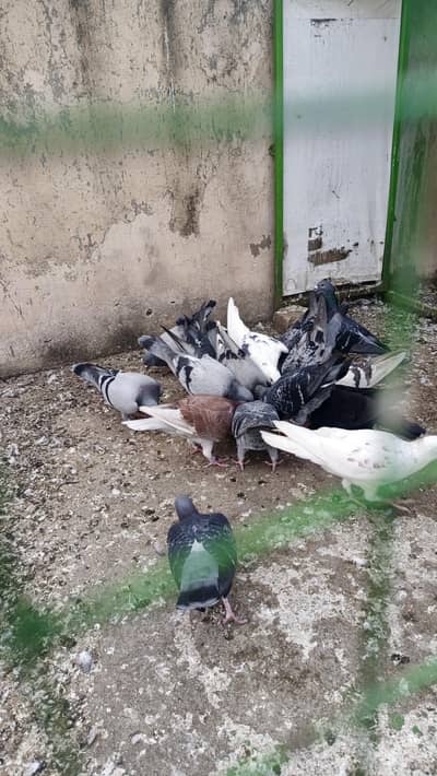 pigeon for sale