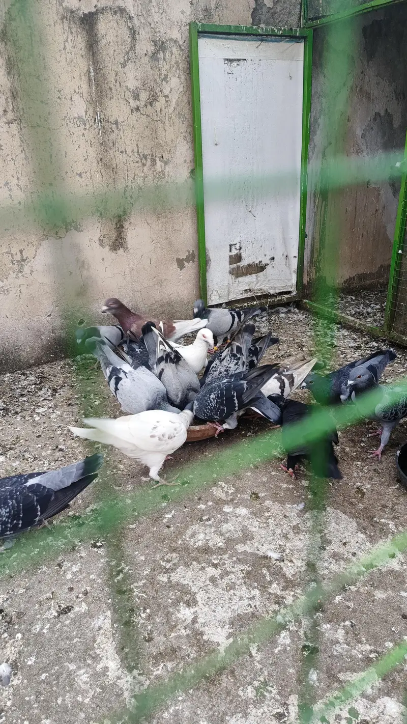 pigeon for sale — photo 2