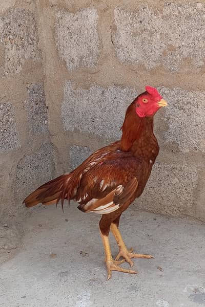 pure miyanwali