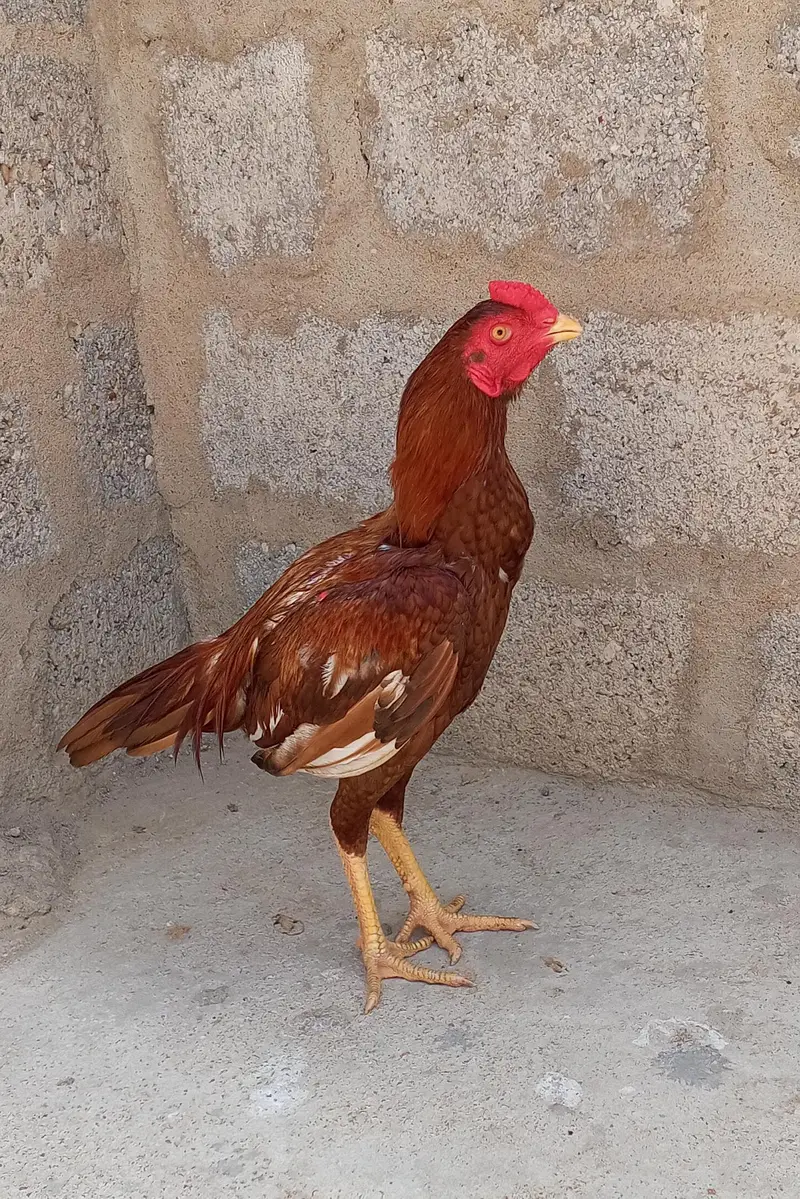 pure miyanwali — photo 2