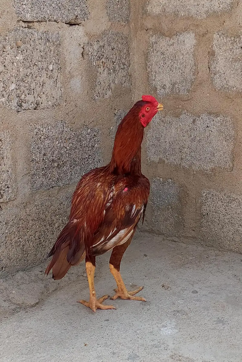 pure miyanwali — photo 3