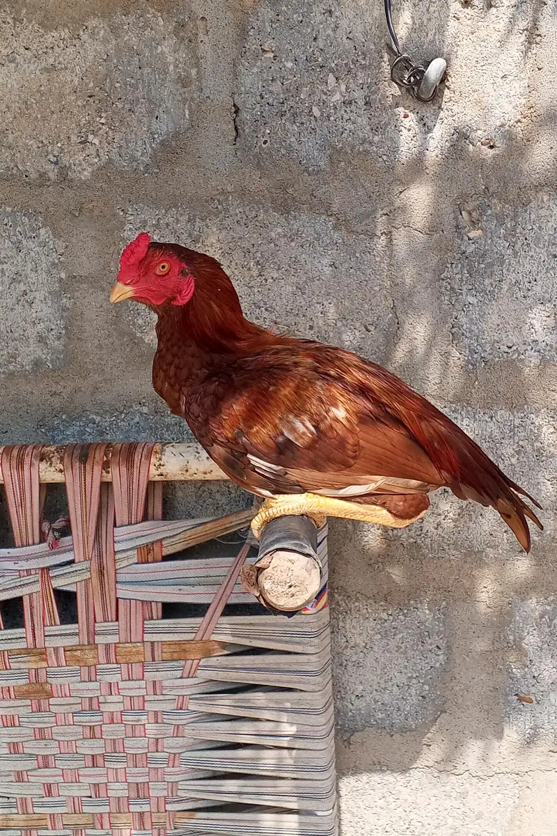 pure miyanwali — photo 4