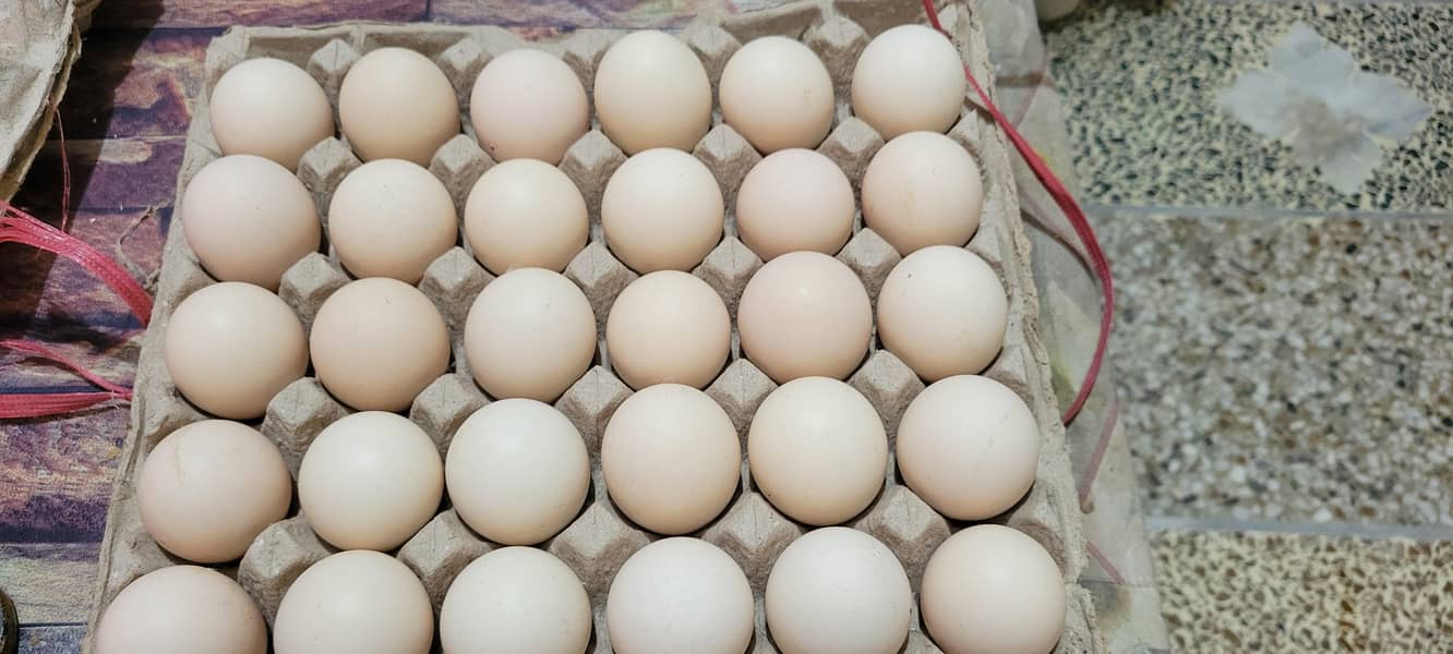 desi eggs 0