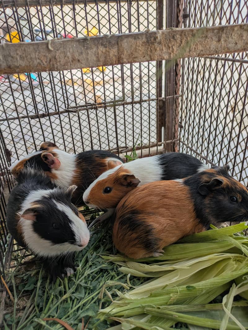 guinea pig 0