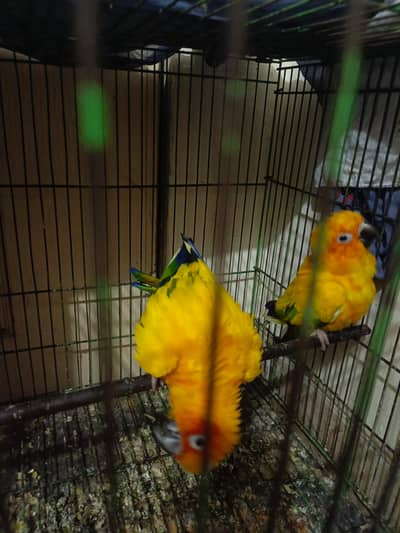 sun conure breader pair