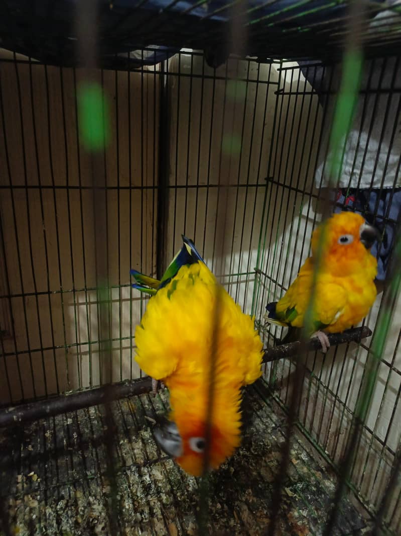 sun conure breader pair 0