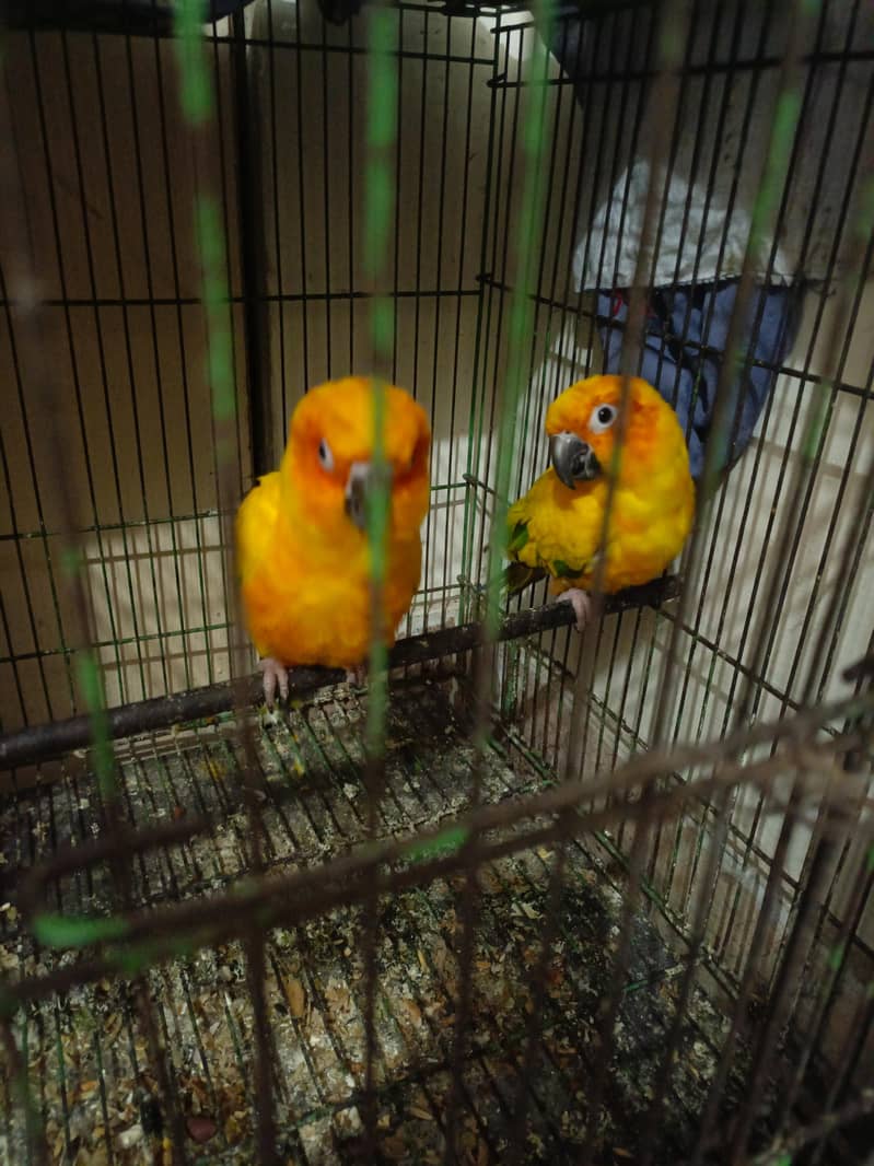 sun conure breader pair 1