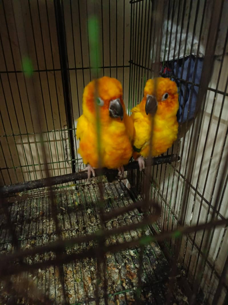sun conure breader pair 2