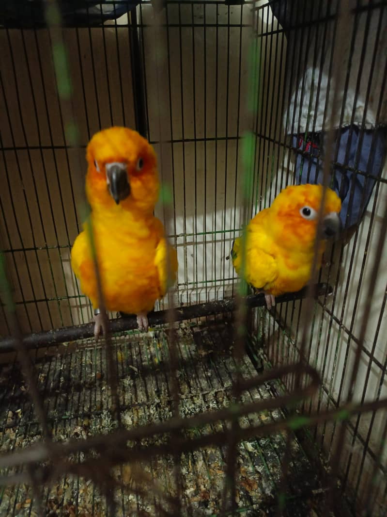sun conure breader pair 3
