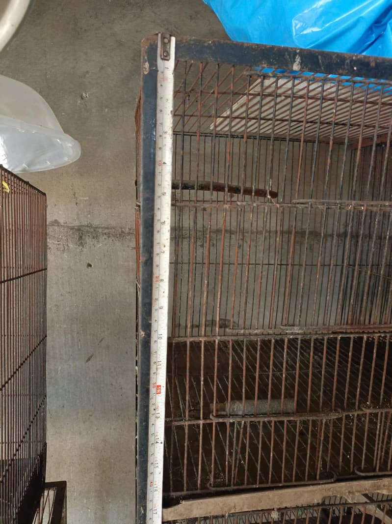 sun conure breader pair 5