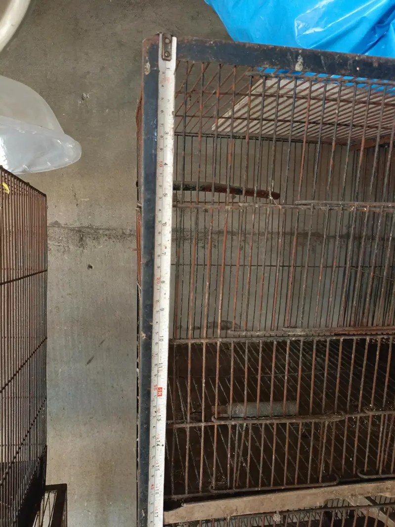 sun conure breader pair — photo 6