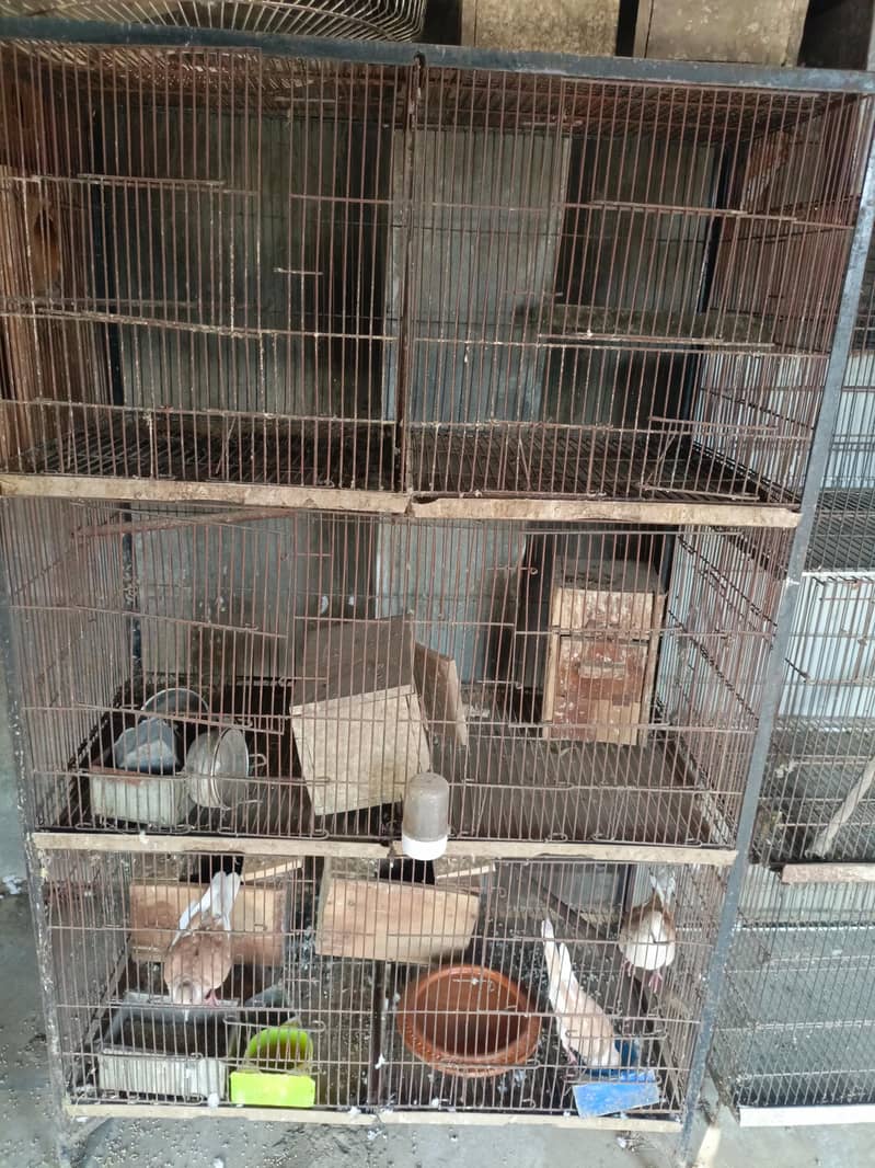 sun conure breader pair 7