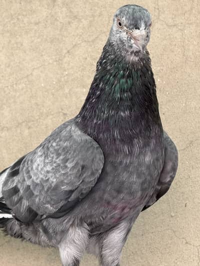 High flyerpigeons