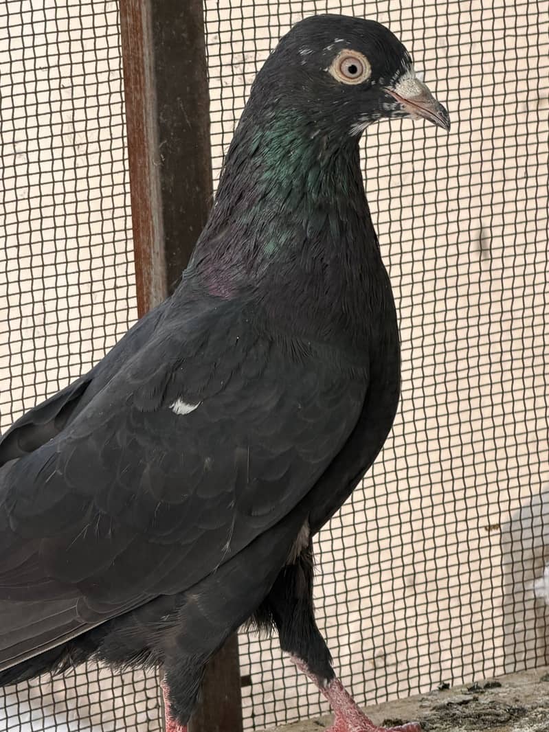 High flyerpigeons 1