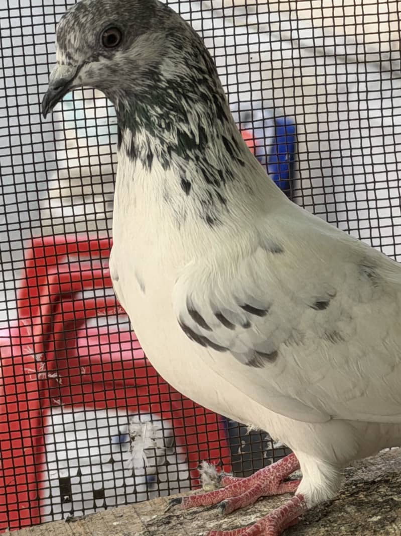 High flyerpigeons 2