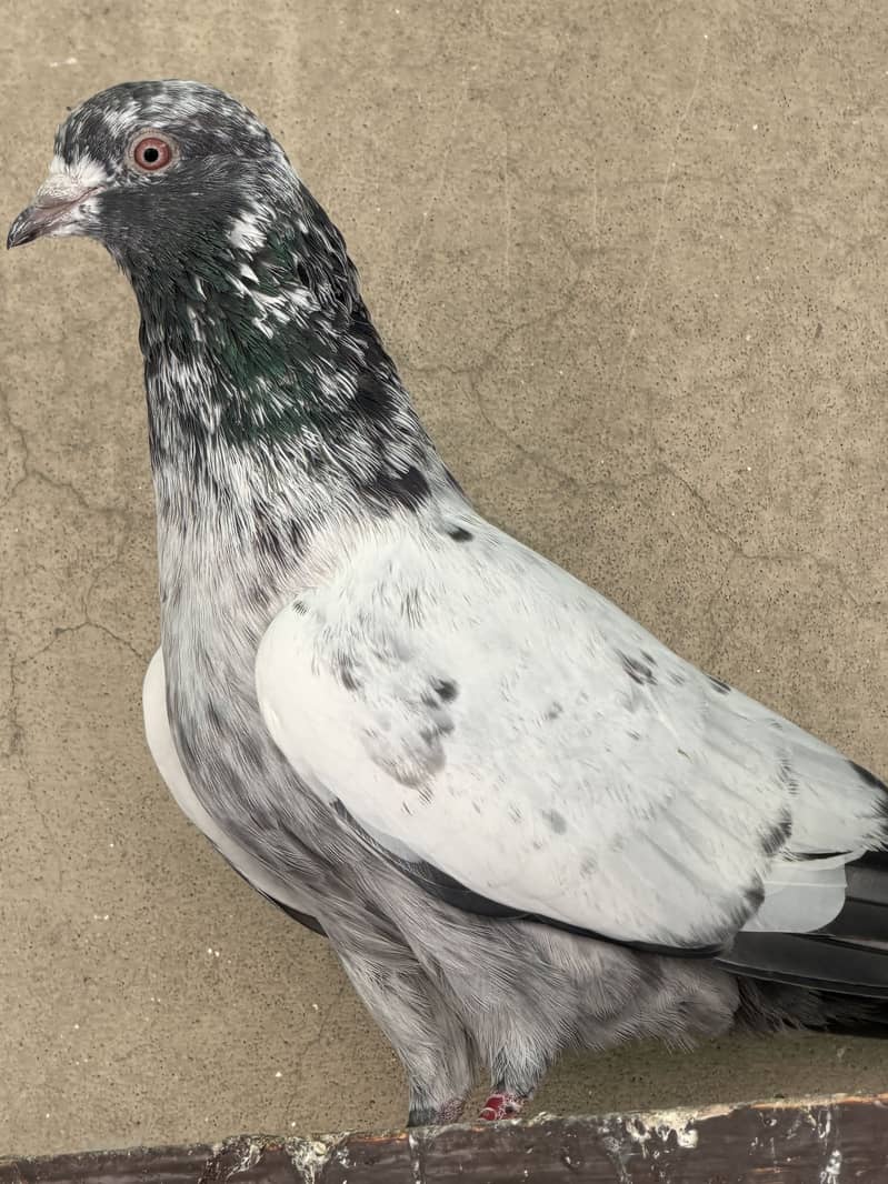 High flyerpigeons 3