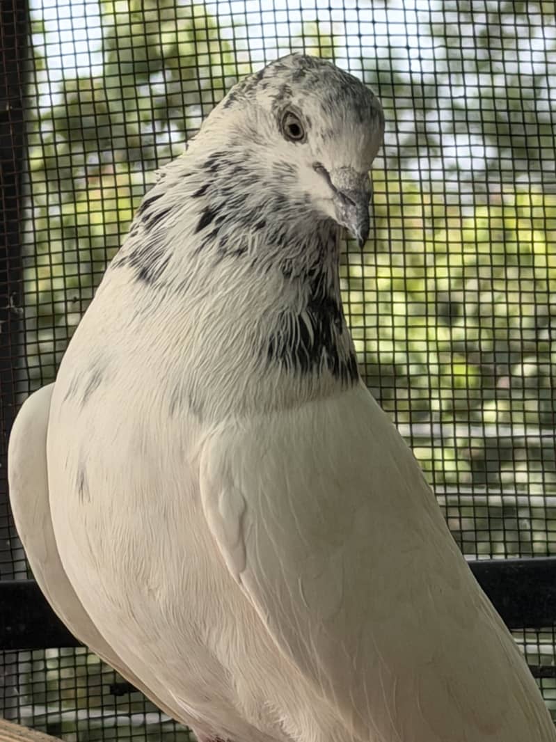 High flyerpigeons 4