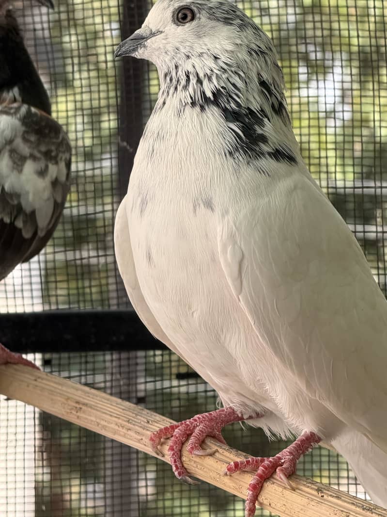 High flyerpigeons 5