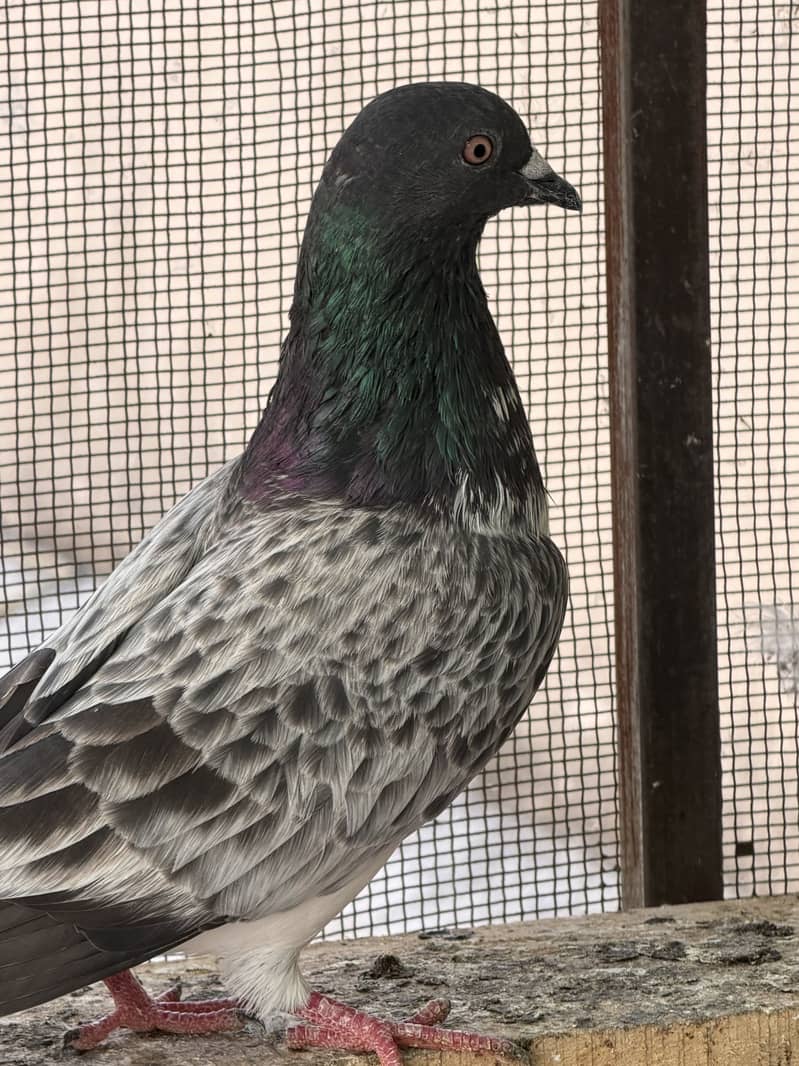 High flyerpigeons 6