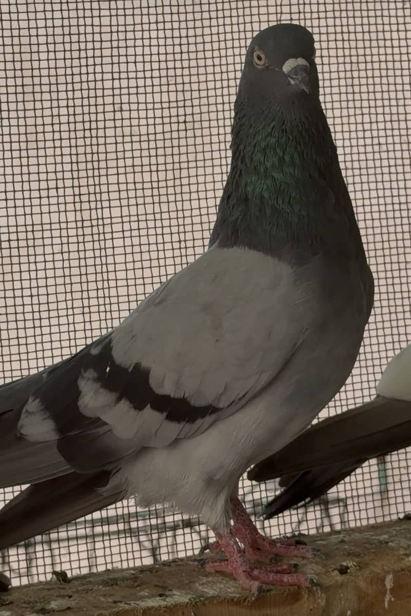 High flyerpigeons 7