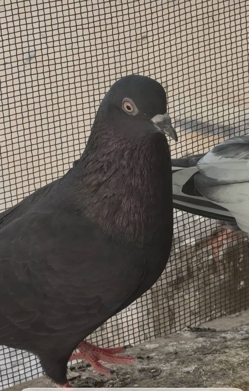 High flyerpigeons 8