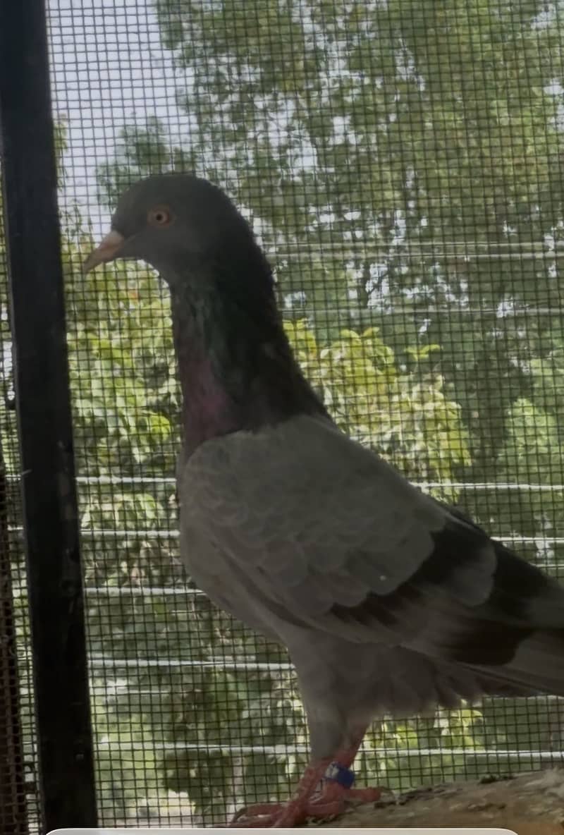 High flyerpigeons 9