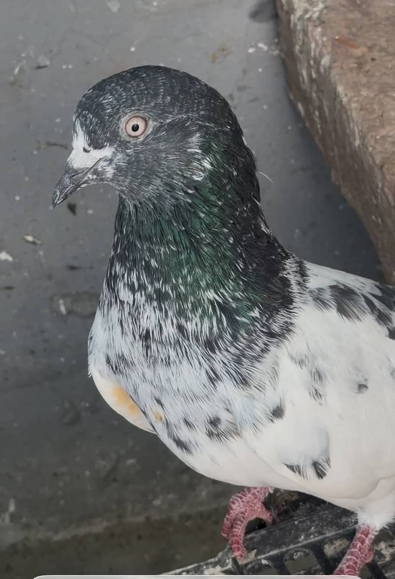 High flyerpigeons 10